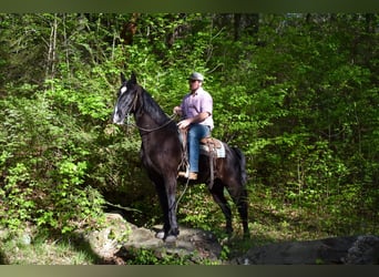 Missouri Foxtrotter, Gelding, 14 years, Black