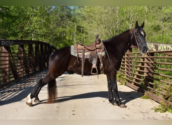 Missouri Foxtrotter, Gelding, 14 years, Black