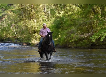 Missouri Foxtrotter, Gelding, 14 years, Black