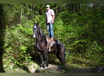 Missouri Foxtrotter, Gelding, 14 years, Black