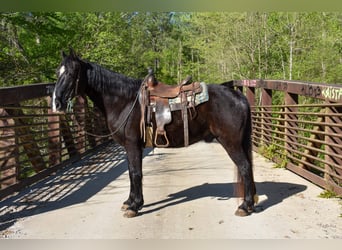 Missouri Foxtrotter, Gelding, 14 years, Black