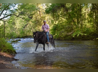 Missouri Foxtrotter, Gelding, 14 years, Black