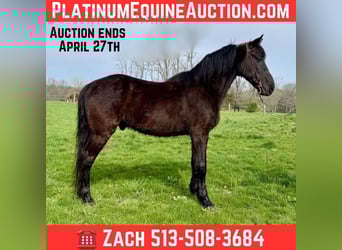 Missouri Foxtrotter, Gelding, 14 years, Black