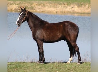 Missouri Foxtrotter, Gelding, 14 years, Black