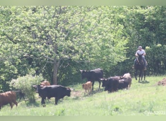 Missouri Foxtrotter, Gelding, 15 years, 15 hh, Black