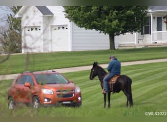 Missouri Foxtrotter, Gelding, 15 years, 15 hh, Black