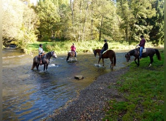 Missouri Foxtrotter, Gelding, 15 years, 15 hh, Gray-Dapple