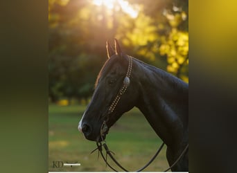 Missouri Foxtrotter, Gelding, 17 years, 15.3 hh, Black