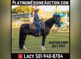 Missouri Foxtrotter, Gelding, 17 years, 15,3 hh, Black