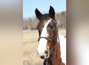 Missouri Foxtrotter, Gelding, 3 years, 14 hh, Tobiano-all-colors