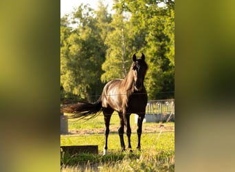 Missouri Foxtrotter Mix, Gelding, 3 years, 15,2 hh
