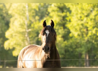 Missouri Foxtrotter Mix, Gelding, 3 years, 15,2 hh