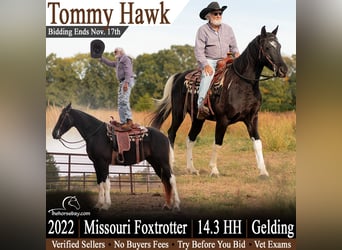 Missouri Foxtrotter, Gelding, 4 years, 14.2 hh, Black