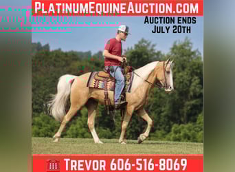 Missouri Foxtrotter, Gelding, 4 years, 14,3 hh, Palomino