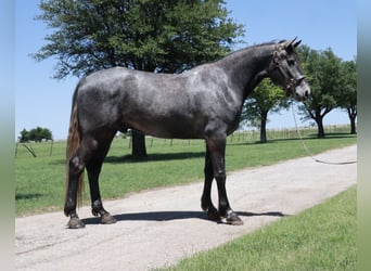 Missouri Foxtrotter, Gelding, 4 years, 16 hh, Roan-Blue