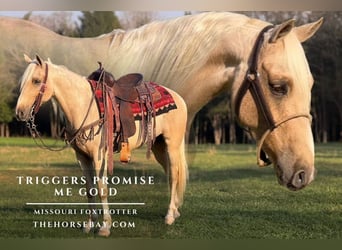 Missouri Foxtrotter, Gelding, 5 years, 14.2 hh, Palomino