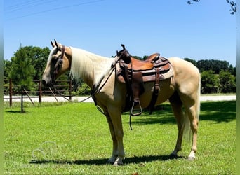 Missouri Foxtrotter, Gelding, 5 years, 14 hh, Palomino