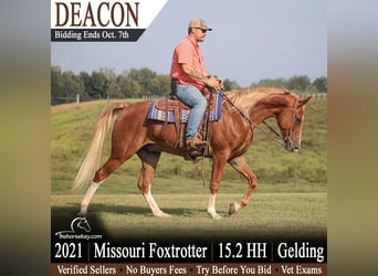 Missouri Foxtrotter, Gelding, 5 years, 15.2 hh, Sorrel