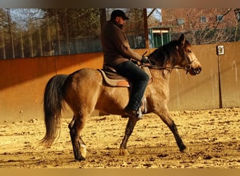 Missouri Foxtrotter, Gelding, 5 years, 15 hh, Dun