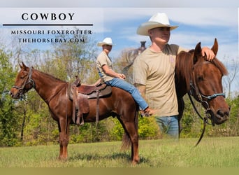 Missouri Foxtrotter, Gelding, 5 years, 15,3 hh, Chestnut
