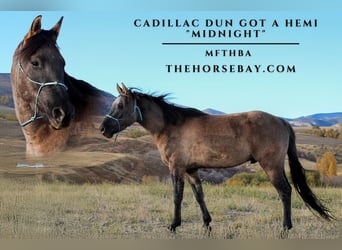 Missouri Foxtrotter, Gelding, 6 years, 14.2 hh, Grullo