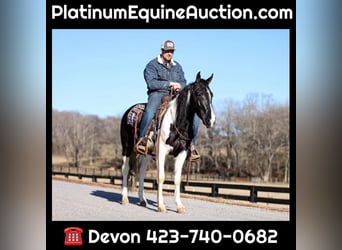 Missouri Foxtrotter, Gelding, 6 years, 14,2 hh, Tobiano-all-colors