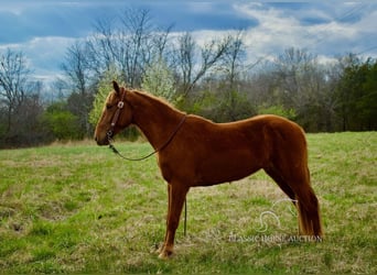 Missouri Foxtrotter, Gelding, 6 years, 14 hh, Sorrel