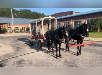 Missouri Foxtrotter, Gelding, 7 years, 13 hh, Bay