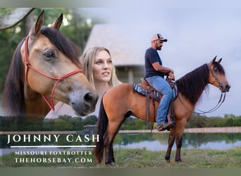 Missouri Foxtrotter, Gelding, 7 years, 14.3 hh, Buckskin