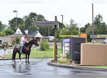 Missouri Foxtrotter, Gelding, 7 years, 15.1 hh, Black