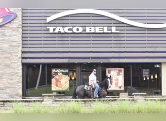 Missouri Foxtrotter, Gelding, 7 years, 15.1 hh, Black