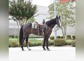 Missouri Foxtrotter, Gelding, 7 years, 15.1 hh, Black