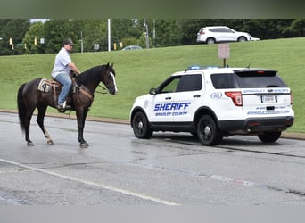 Missouri Foxtrotter, Gelding, 7 years, 15.1 hh, Black