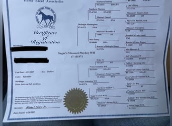 Missouri Foxtrotter, Gelding, 7 years, 15 hh, Palomino