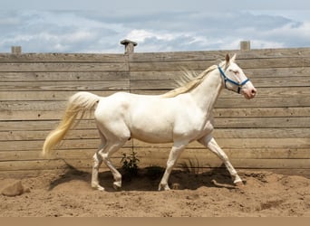 Missouri Foxtrotter, Gelding, 7 years, 16 hh, Perlino