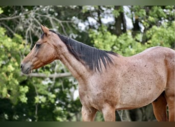 Missouri Foxtrotter, Gelding, 8 years, 14,3 hh, Roan-Bay