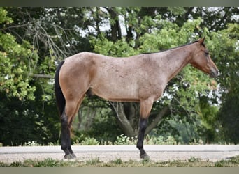 Missouri Foxtrotter, Gelding, 8 years, 14,3 hh, Roan-Bay