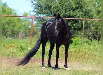 Missouri Foxtrotter, Gelding, 8 years, 14,3 hh, Black