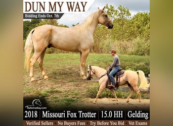 Missouri Foxtrotter, Gelding, 8 years, 15 hh, Dunalino