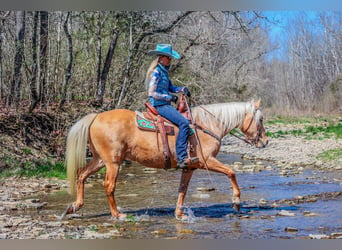 Missouri Foxtrotter, Gelding, 8 years, 15 hh, Palomino