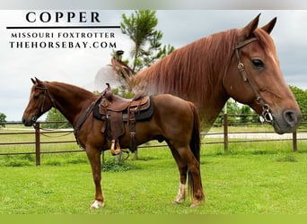 Missouri Foxtrotter, Gelding, 8 years, 15,1 hh, Sorrel