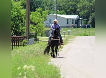 Missouri Foxtrotter, Gelding, 9 years, 14.3 hh, Black