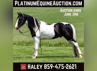 Missouri Foxtrotter, Gelding, 9 years, 15.1 hh, Tobiano-all-colors