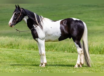 Missouri Foxtrotter, Gelding, 9 years, 15.1 hh, Tobiano-all-colors