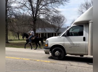 Missouri Foxtrotter, Gelding, 9 years, 15 hh, Black