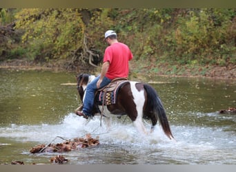 Missouri Foxtrotter, Gelding, 9 years, Bay