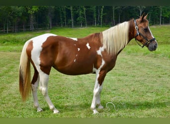 Missouri Foxtrotter, Giumenta, 10 Anni, 152 cm, Sauro ciliegia