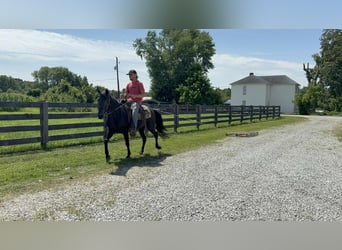 Missouri Foxtrotter, Giumenta, 11 Anni, 142 cm, Morello