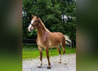 Missouri Foxtrotter, Giumenta, 11 Anni, 152 cm, Sauro ciliegia