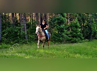 Missouri Foxtrotter, Giumenta, 12 Anni, 142 cm, Champagne